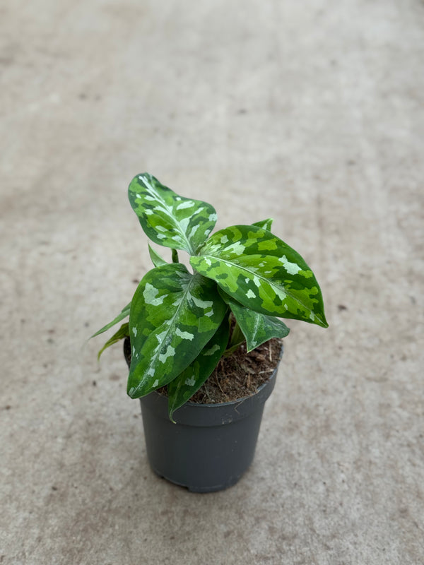 Aglaonema Pictum Tricolor
