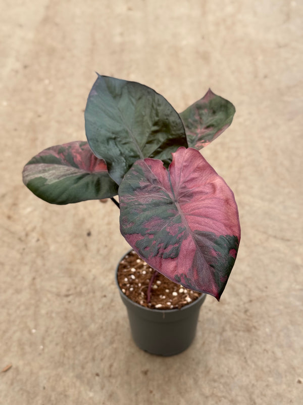 Alocasia Serendipity Pink Variegata