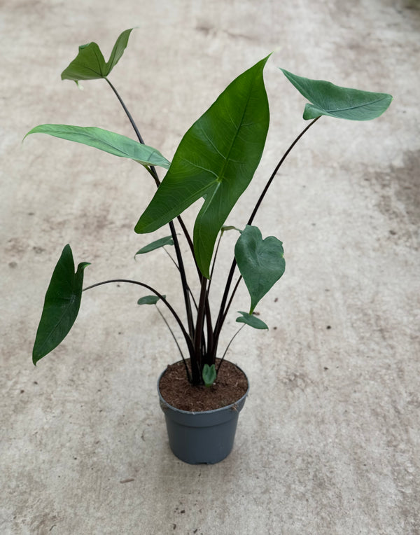 Alocasia Zebrina Black Stem