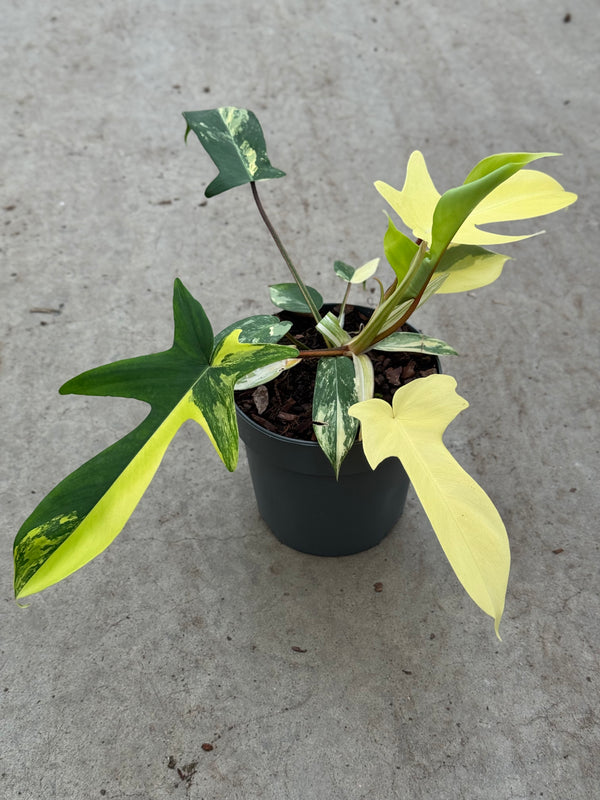Philodendron Florida Beauty