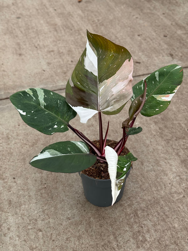 Philodendron Red Anderson