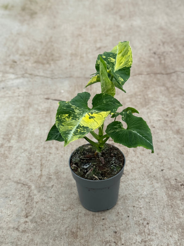 Syngonium Scrambled Eggs