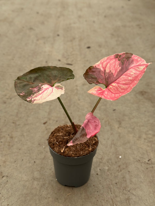 Syngonium Strawberry Ice Galaxy